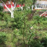 Весенняя обработка яблони